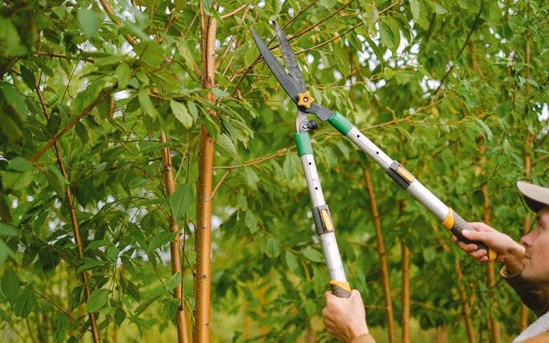 Tree trimming in Sumas, WA